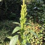 Amaranthus retroflexus 花