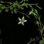 Arenaria orbiculata Характер