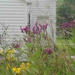 Vernonia noveboracensis Leaf