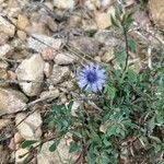 Globularia alypumÇiçek