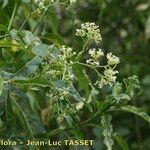 Ceballosia fruticosa Fula