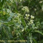 Ceballosia fruticosa Blüte