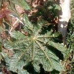 Ricinus communisبرگ