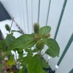 Acalypha arvensis Flower