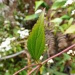 Ageratina riparia Folha