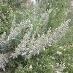 Artemisia ludoviciana Цветок