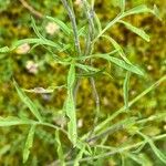 Scabiosa japonica Blad