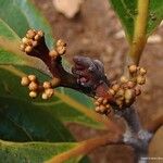 Beilschmiedia oreophila Fruto