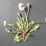 Taraxacum braun-blanquetii Flower