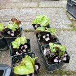 Asarum maximum ফুল