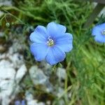Linum lewisii Flower