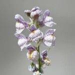 Linaria microsepala Flor