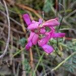 Hedysarum boveanum Blomst