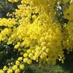 Acacia podalyriifolia Flor