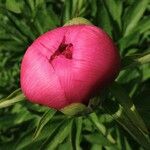 Paeonia officinalis Цвят