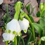 Leucojum vernum പുഷ്പം