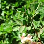 Indigofera hendecaphylla 葉