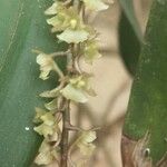 Rhipidoglossum rutilum Flower