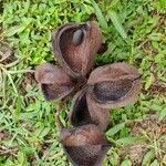 Sterculia foetida 果実