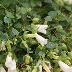 Campanula betulifolia Цветок