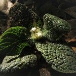 Hymenocoleus rotundifolius Hábito
