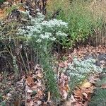 Eupatorium hyssopifolium Alkat (teljes növény)