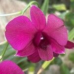 Dendrobium bigibbum Kvet