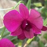 Dendrobium bigibbum Flower