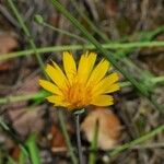 Krigia dandelion Flors