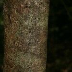 Inga huberi Bark