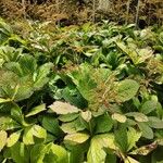 Rodgersia podophyllaBlad