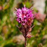 Erica spiculifolia Floare