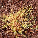 Trifolium suffocatum Fula