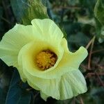 Gossypium barbadense Fula