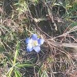 Gentiana pneumonantheOther