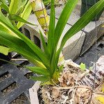 Grammatophyllum speciosum Blad