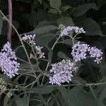 Parthenium integrifolium Çiçek