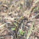 Rumex bucephalophorusBloem