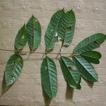 Protium apiculatum Yaprak