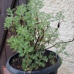 Artemisia maritima ᱥᱟᱠᱟᱢ