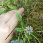 Epilobium roseum Kukka