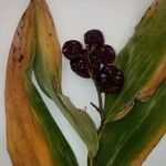 Maianthemum stellatum Fruit