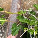 Cissus trifoliata Hoja