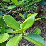 Clusia fluminensis Leaf