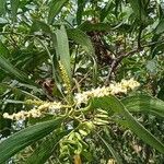 Acacia auriculiformis Flors