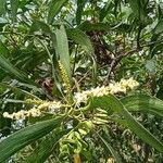 Acacia auriculiformis Flower