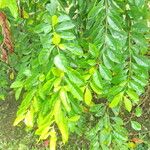 Euphorbia leucocephala Feuille