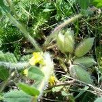 Astragalus exscapus Fruit