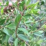 Maytenus boaria Hoja