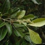 Aglaia elaeagnoidea Natur
